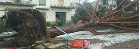 Albero caduto