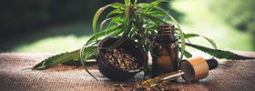 Cannabis terapeutica